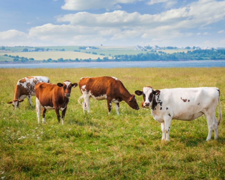 Climate Smart Agriculture Livestock Systems banner image