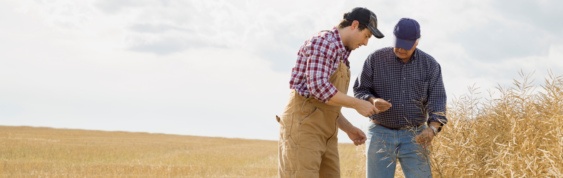 Climate Smart Agrology for Economic and Sustainable Production banner image